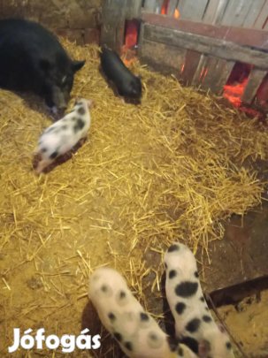 Csüngő hasu göbe 6db malacával eladó