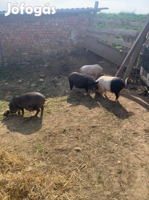 Csüngő hasú kocák !!