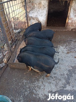 Csüngö hasú malacok