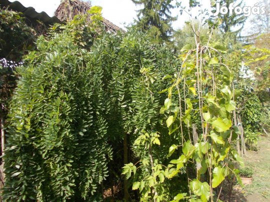 Csüngő japánakác