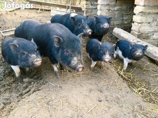 Csüngő keverék malacok