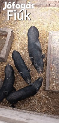 Csüngő malacok vegyesen 