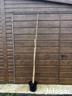 Csüngő nyír 200cm