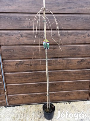 Csüngő vörösfenyő