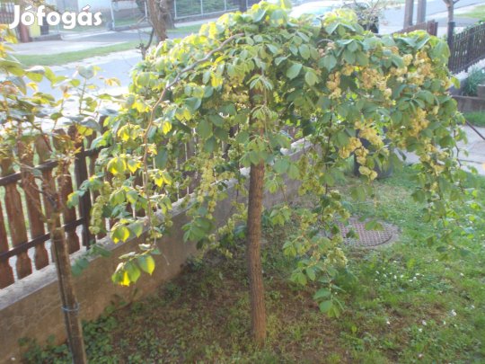 Csüngőágú szilfa