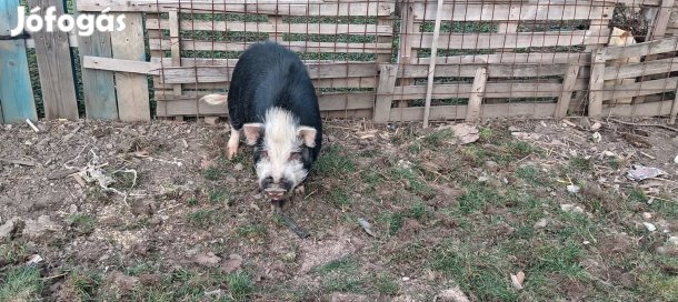 Csüngöhasu disznó 40kg+ Alkuképes