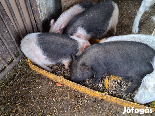 Csüngöhasú disznók