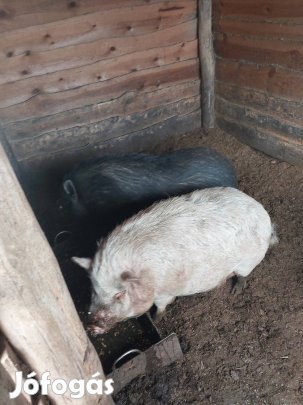 Csüngőhasú disznók eladó