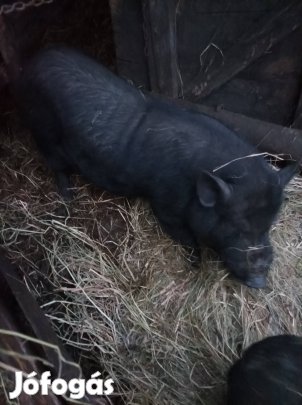 Csüngőhasú kan eladó!