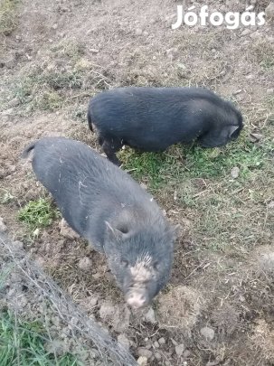 Csüngőhasú kis kocák eladók