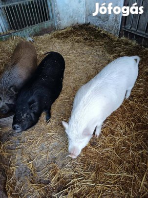 Csüngőhasú kocák eladóak