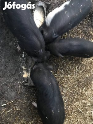 Csüngőhasú malacok