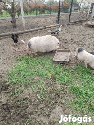 Csüngőhasu malacok