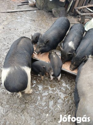 Csüngőhasú malacok