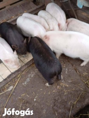 Csüngős hasú malacok eladó!
