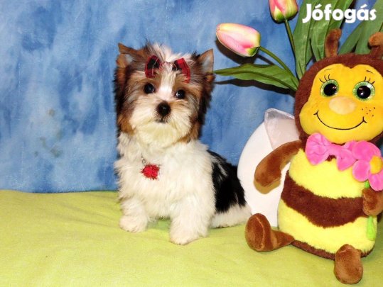 Cuki, Törzskönyves mini Biewer Yorkshire terrier, Yorki