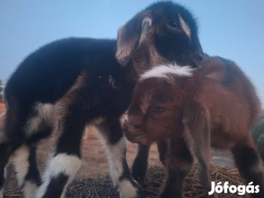 Cuki /nyuszi tacskó /fajtatiszt nubiai törpe kecske Debrecen Budapest