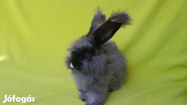 Cuki angol angóra nyuszi Rambó