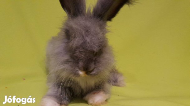 Cuki angol angóra nyuszi Rocky