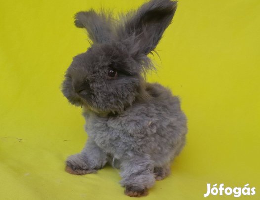 Cuki angol angora nyuszi full face-s Pamacs