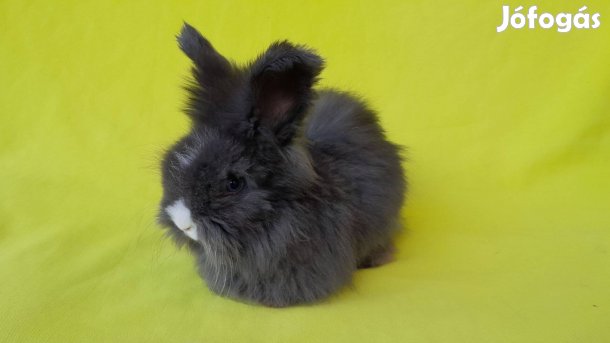 Cuki angol angóra nyuszi kék szemű Tyler