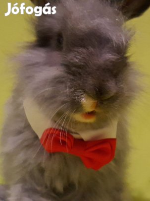 Cuki angol angóra nyuszi törpenyuszi Rocky