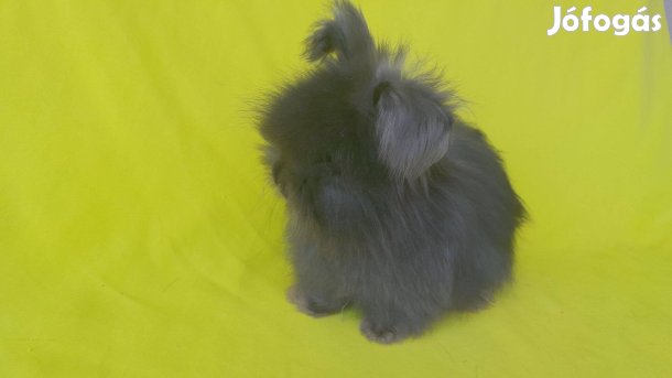 Cuki angol angóra nyuszi törpenyuszi fajtatiszta vérvonalak