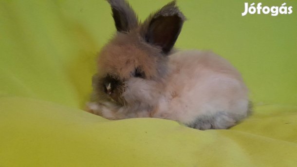 Cuki angol angóra nyuszi törpenyuszi kék szemű Brandon