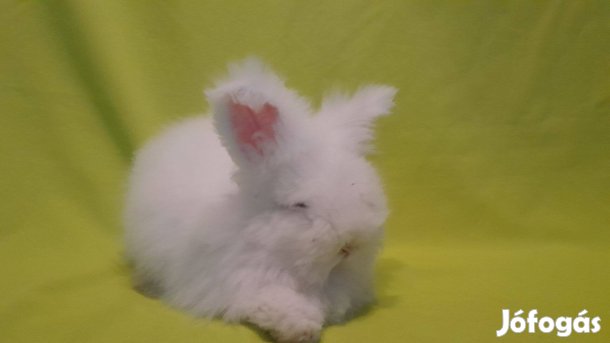 Cuki angol angora nyuszi törpenyuszi törpenyúl
