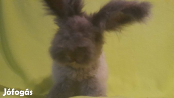 Cuki fajtatiszta angol angóra nyuszi törpenyuszi