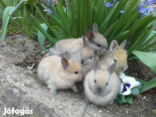 Cuki kicsi, törpenyúl, oroszlánfejű nyúl