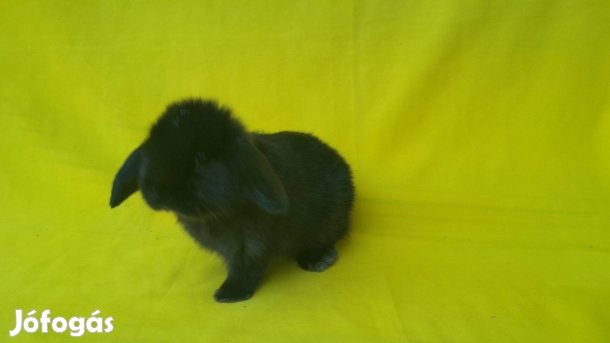 Cuki mini kosorrú nyuszi törpenyuszi törpenyúl Bagira