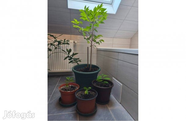 Cukoralma (Annona squamosa)