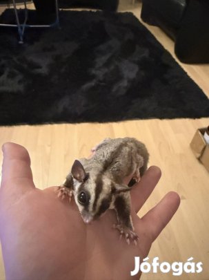 Cukormókus testvérpár