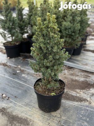 Cukorsüvegfenyő 50cm