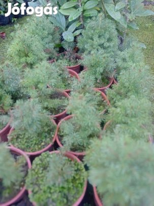Cukorsüvegfenyő kont.eladó