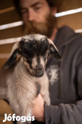 Cumis Kecske Gida Bak