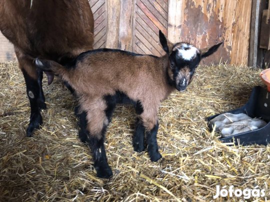 Cumis gida/gidák eladók!