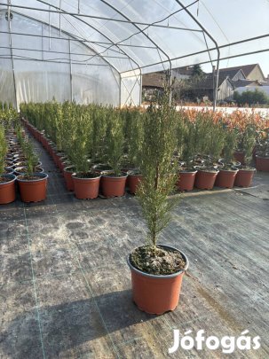 Cupressus Totem, Európai Toszkán Ciprus 40/50cm! Termelőtől