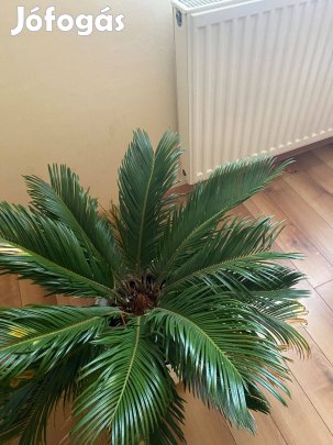 Cycas pálma dús