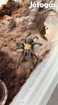 Cyriopagopus sp. Hati Hati sub nőstény madárpók
