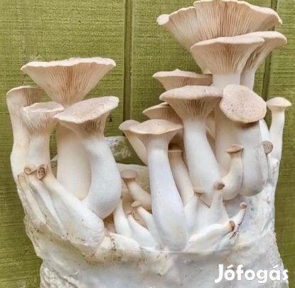 DIY Királylaska, Ördögszekérgomba termesztő Szett 5kg-os (6212)