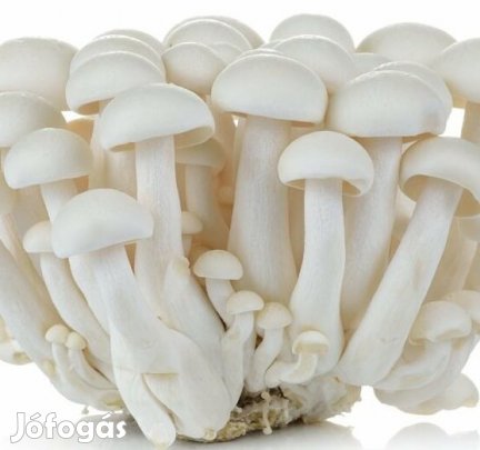 DIY Shimeji [Hypsizygus tessella] termesztő Szett 5kg-os (6238)