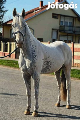 D sport póni herelt 