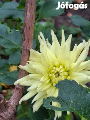 Dália tövek eladóak baráti áron