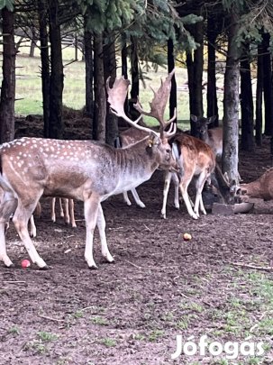 Dámszarvasok eladók !
