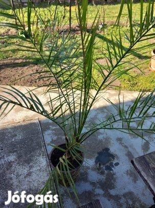 Dapolyapálma eladó!