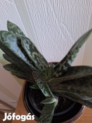 Daráslevél (gasteria disticha)