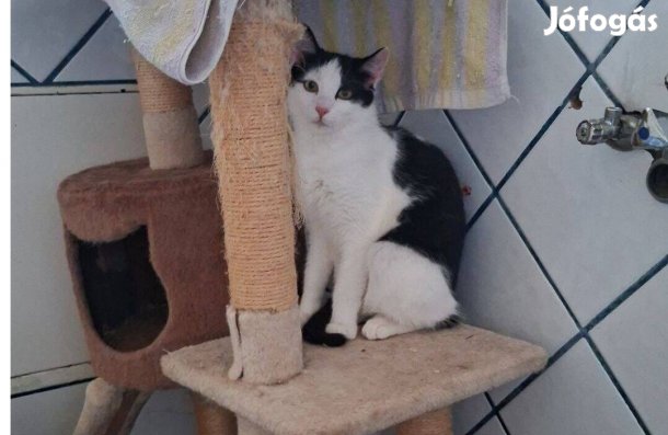 Darcy vagyok, örökbefogadó gazdát keresek ingyenesen