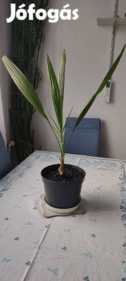 Datolya pálma eladó